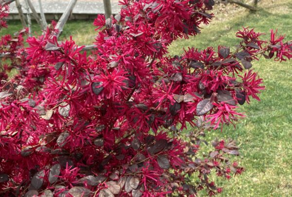 image00040-scaled-600x405 image00040-scaled-600x405